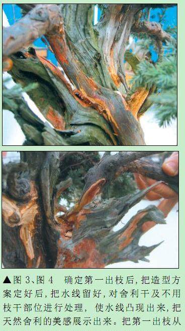 图解 刺柏盆景怎么初步造型的处理