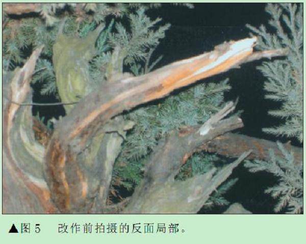 图解 刺柏盆景怎么初步造型的处理