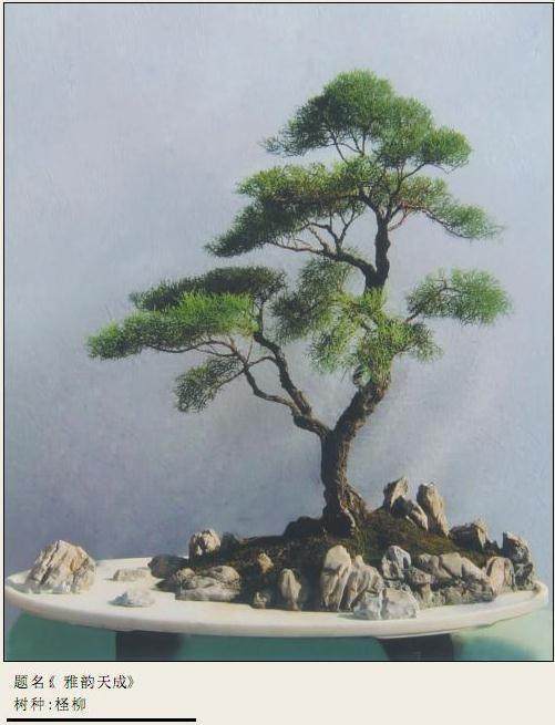 谈谈我制作柽柳盆景的体会