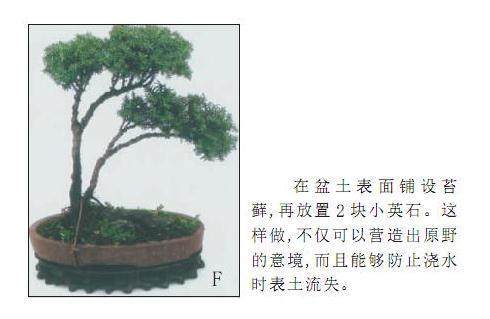 一本双干式微型盆景制作