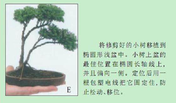 一本双干式微型盆景制作