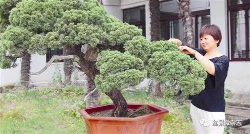 枝叶人生—寻访江苏如派盆景女艺术家郑小平