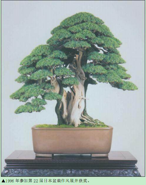 如何精通盆景枝干的剥皮技术?