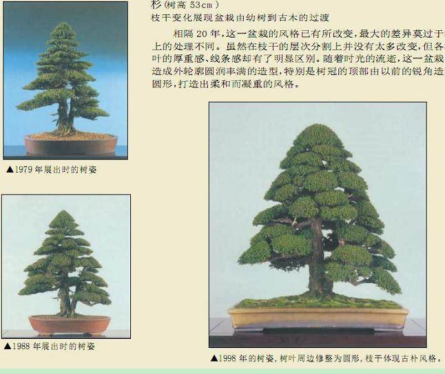 如何精通盆景枝干的剥皮技术?