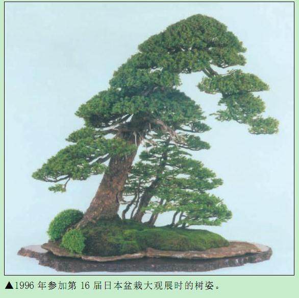 根据打造目标的不同进行相应的盆景枝干造型