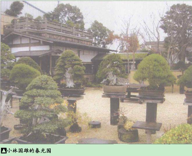 本文想就日本盆景的历史与现状谈一谈自己的想法