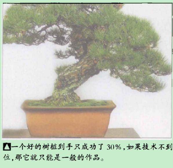 日本盆景展览的相关问题