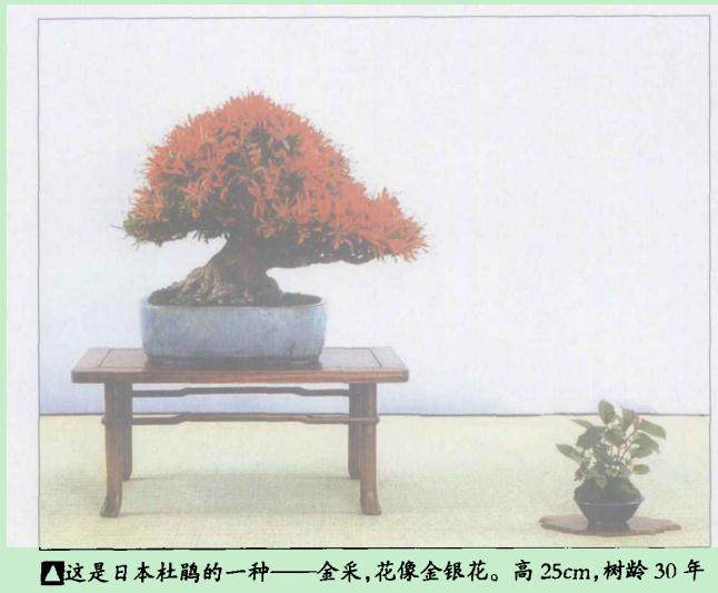 日本盆景展览的风格