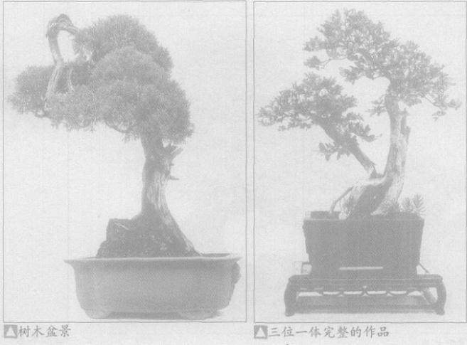树木盆景作品必须具有优美动人的艺术形象