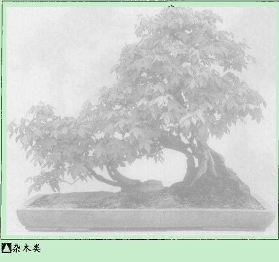 树木盆景的分类与形式