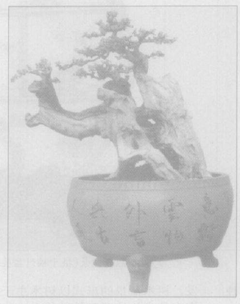 所谓象形盆景 笔者的拙见是 象形盆景中的树体要象