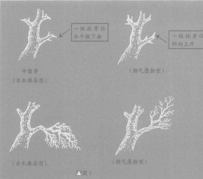 盆景截干蓄枝法和蟠扎修剪法