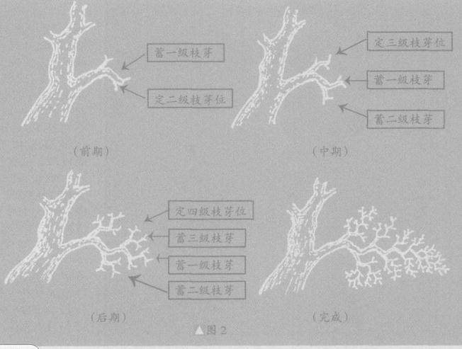 盆景截干蓄枝法和蟠扎修剪法