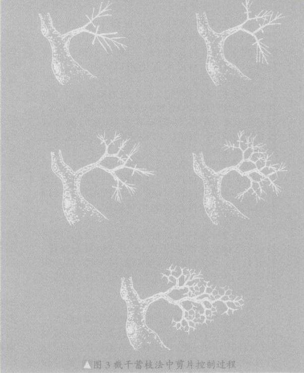 盆景截干蓄枝法和蟠扎修剪法