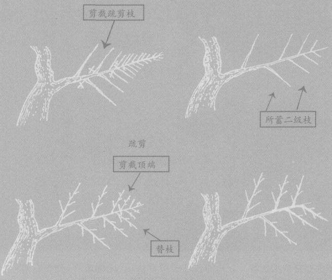 盆景截干蓄枝法和蟠扎修剪法