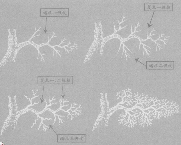 盆景截干蓄枝法和蟠扎修剪法