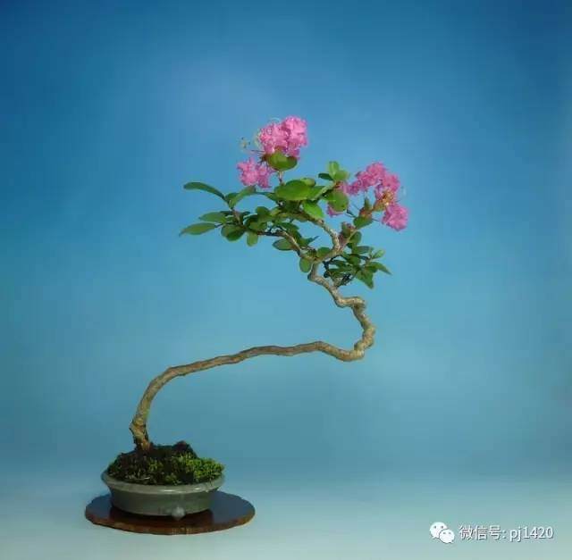 制作一盆属于自己的紫薇盆景！