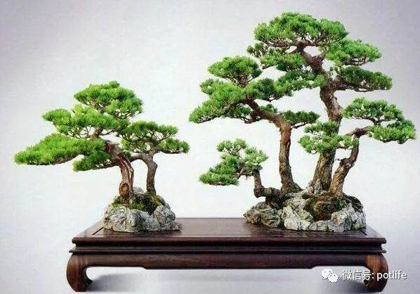 五针松盆景的整形修剪方法有哪些?