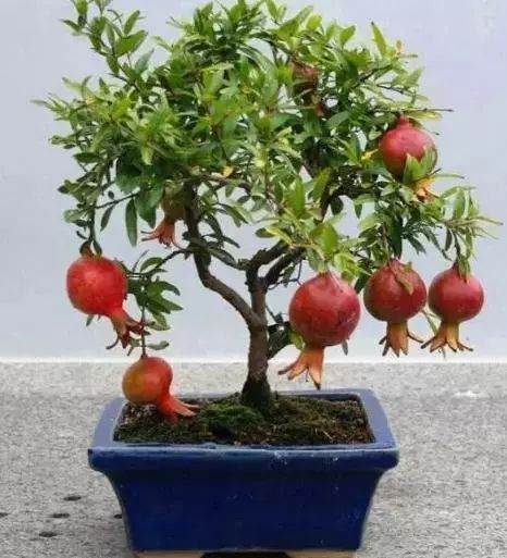 致富项目:一个水果盆景比一亩地赚的多