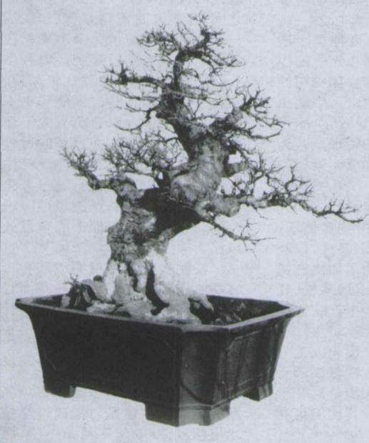 本人进山采挖下山桩的记录