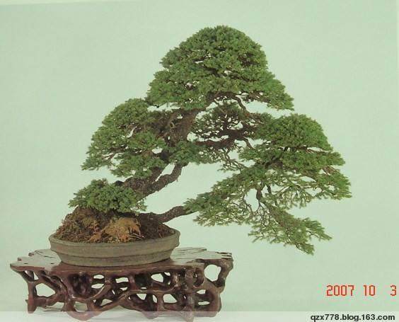 日本盆栽和我国盆景在观念上和制作都是一样的