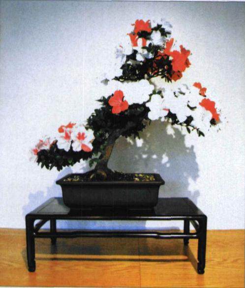 美国国家盆景盆景博物馆举办杜鹃专题盆景展