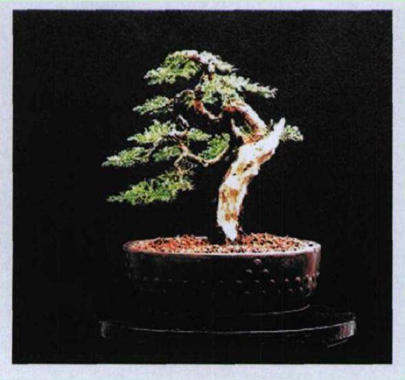 视觉动感在盆景中的应用