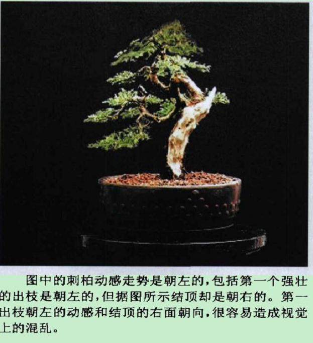 视觉动感在盆景中的应用