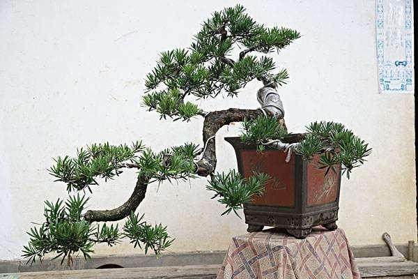 3个老板盗窃罗汉松盆景 被判处有期徒刑9个月