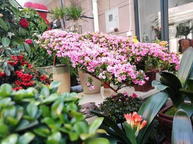 过节新风尚 宁波盆景走俏花市