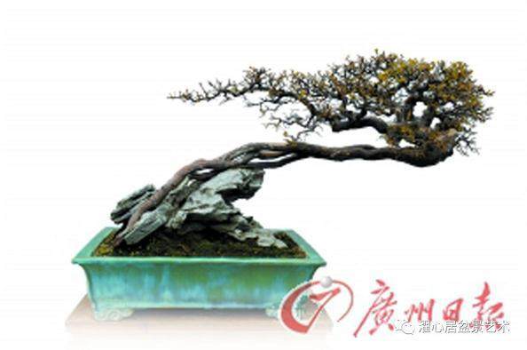 赏玩盆景三十载 浑然天成是境界