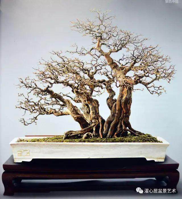 赏玩盆景三十载 浑然天成是境界