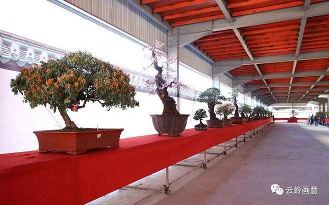 嘉和城棒棒会暨首届丽江市精品盆景展