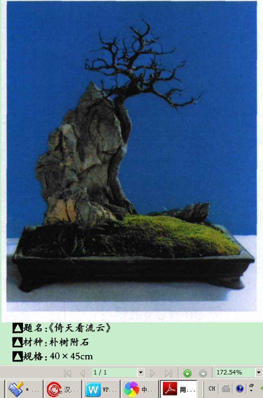 这件小型附石盆景是作者用朴树籽培育而成