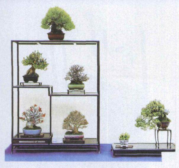 多少人能得心应手地展示微型盆景