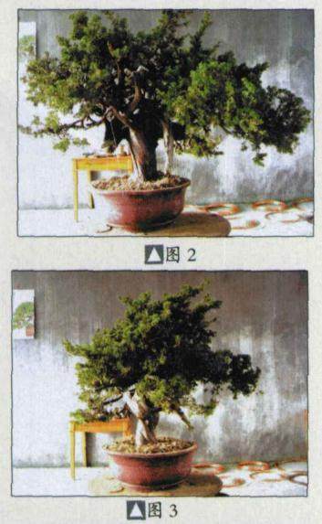 看日本人演示台湾真柏盆景的制作过程