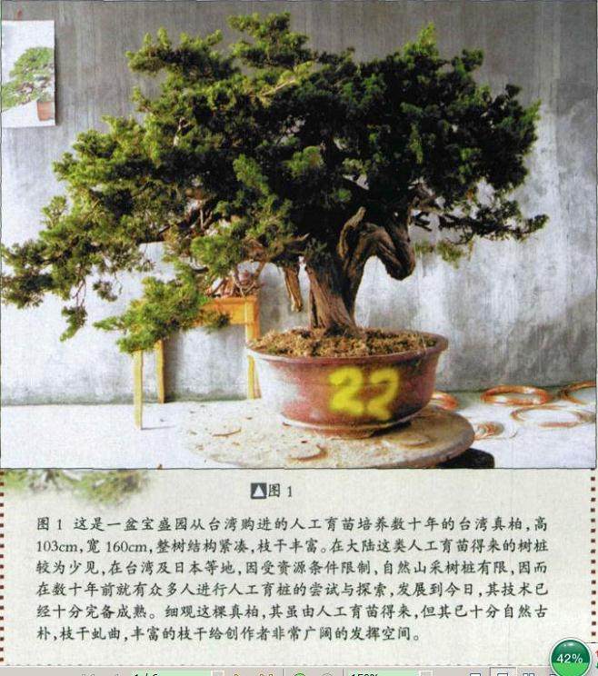 看日本人演示台湾真柏盆景的制作过程