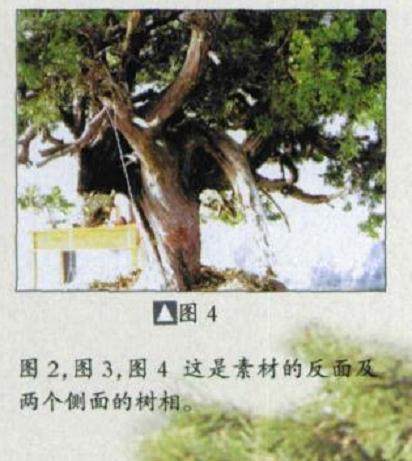 看日本人演示台湾真柏盆景的制作过程