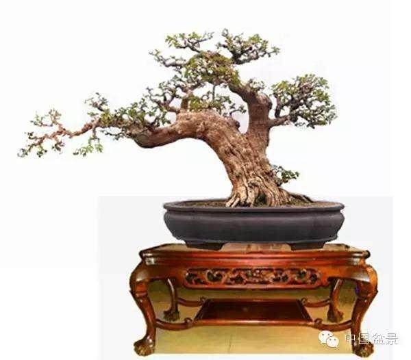 读《(中国盆景文化史)摘辑》有感