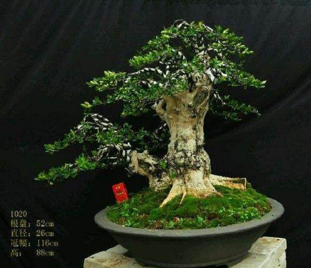 厦门盆景花卉协会召开常务理事扩大会议