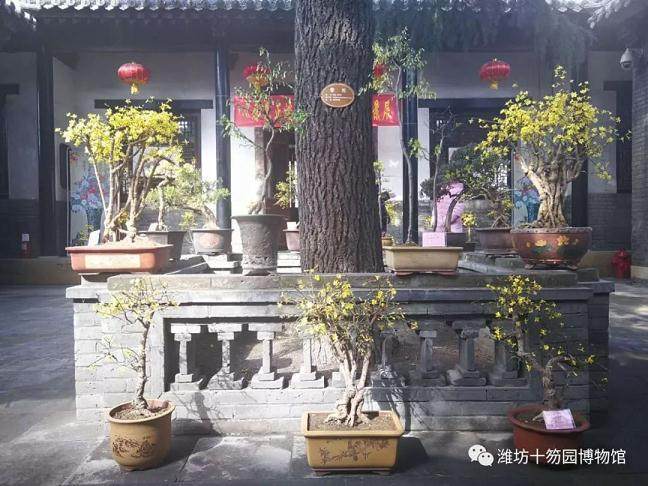 十笏园博物馆举办春意正浓迎满园迎春盆景展