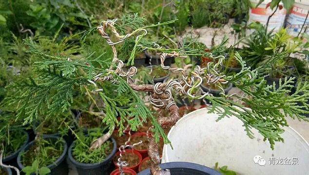 中国盆景的制作技术的3个误区