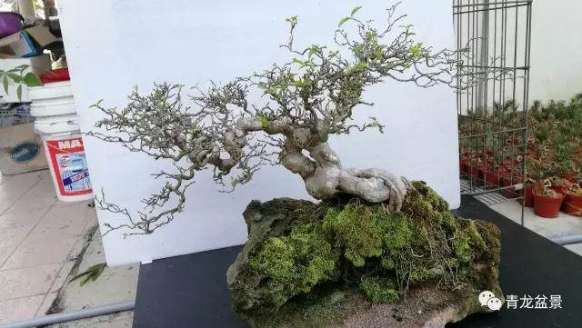 一件盆景制作 是否也应该严格规定