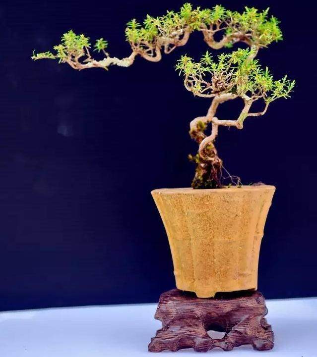 松柏盆景在其形态上 一般可归纳6项特征