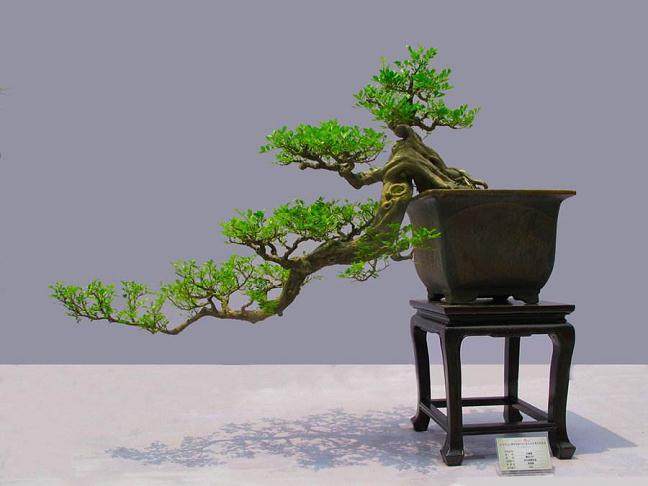 岭南盆景有一项普遍弱点就是所谓的截干蓄枝