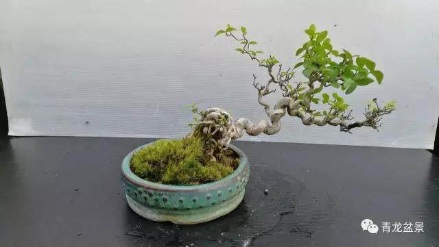 最近岭南盆景又碰到什么困境呢？