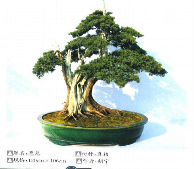 中国张家界第二届武陵盆景&middot;赏石博览会