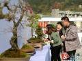 张家界市第二届武陵盆景博览会即将开展