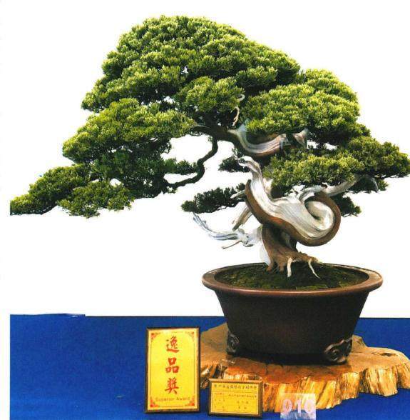 台湾盆景华风展在彰化溪州公园拉开序幕