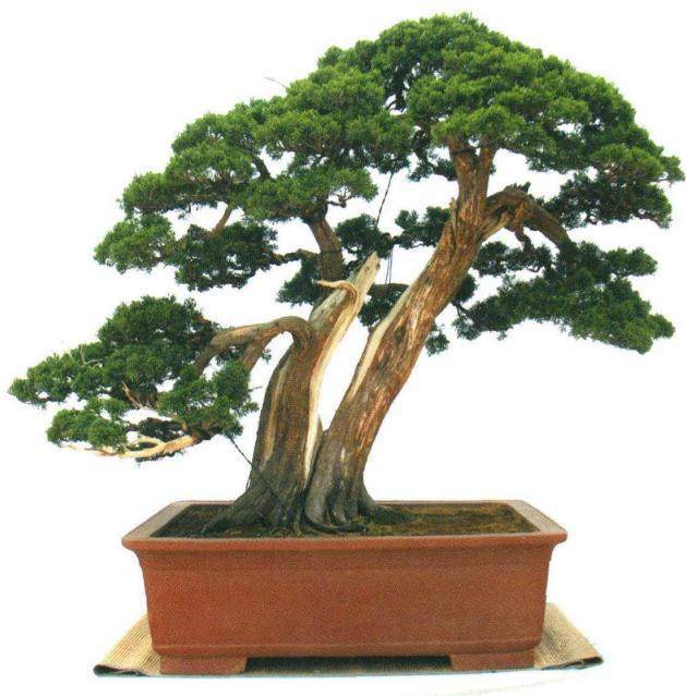 沐阳县盆景协会在全国拥有很高的知名度